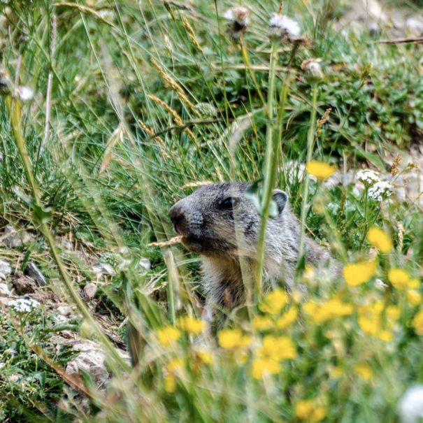Marmotte